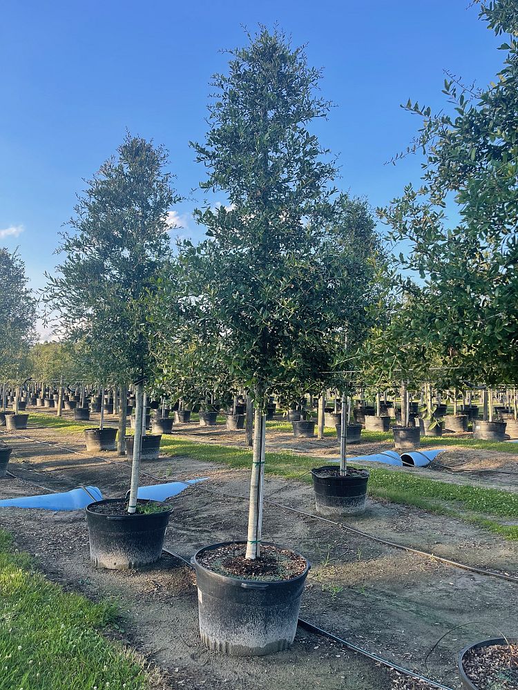 quercus-virginiana-live-oak-southern-oak-tree