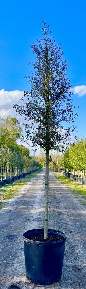 quercus-virginiana-live-oak-southern-oak-tree