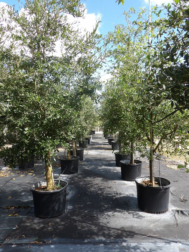 quercus-virginiana-live-oak-southern-oak-tree