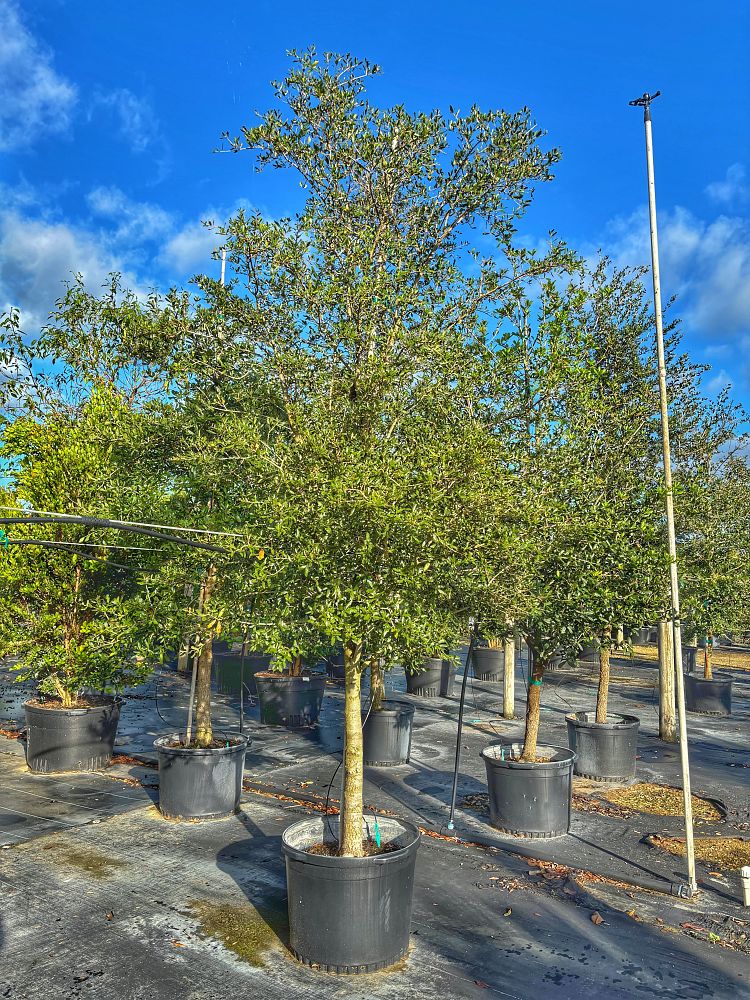 quercus-virginiana-live-oak-southern-oak-tree