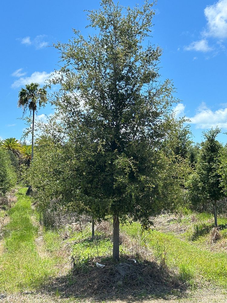 quercus-virginiana-live-oak-southern-oak-tree