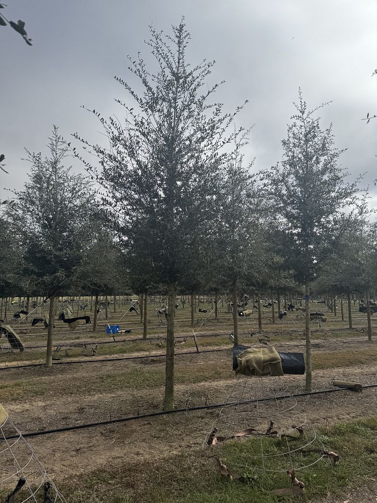quercus-virginiana-live-oak-southern-oak-tree