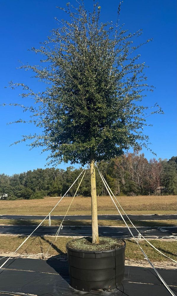 quercus-virginiana-live-oak-southern-oak-tree