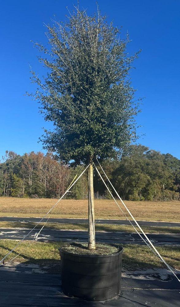 quercus-virginiana-live-oak-southern-oak-tree