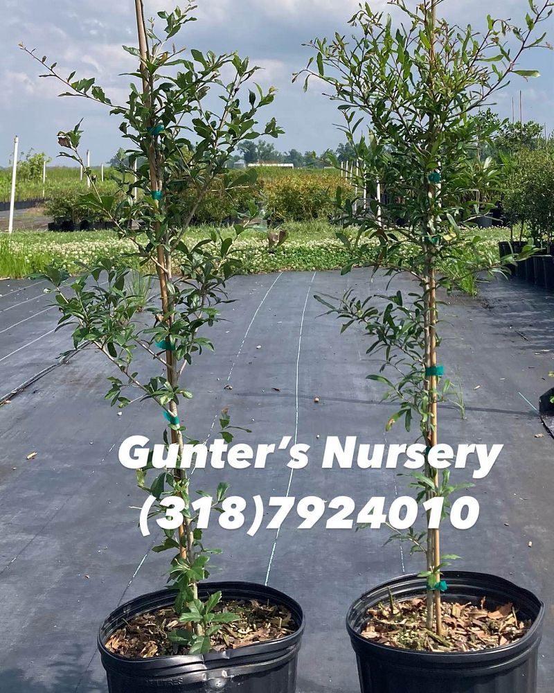 quercus-virginiana-live-oak-southern-oak-tree