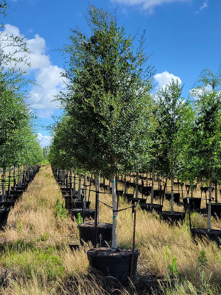 quercus-virginiana-live-oak-southern-oak-tree