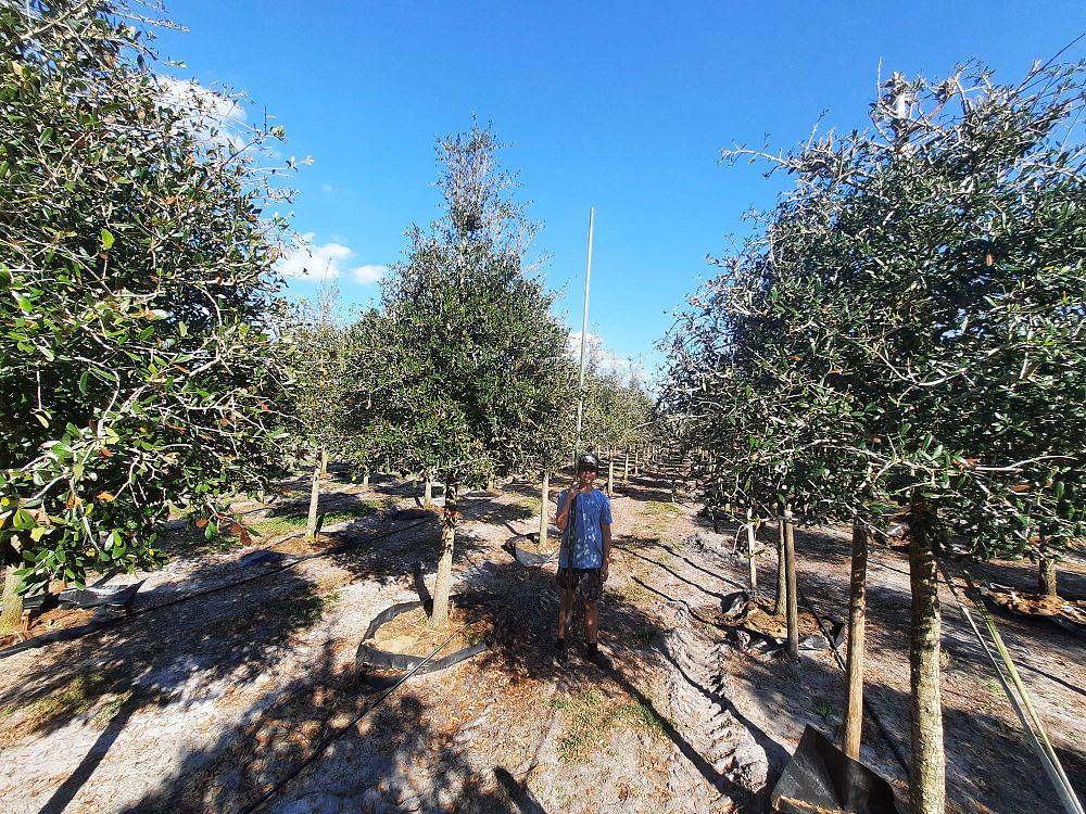 quercus-virginiana-live-oak-southern-oak-tree