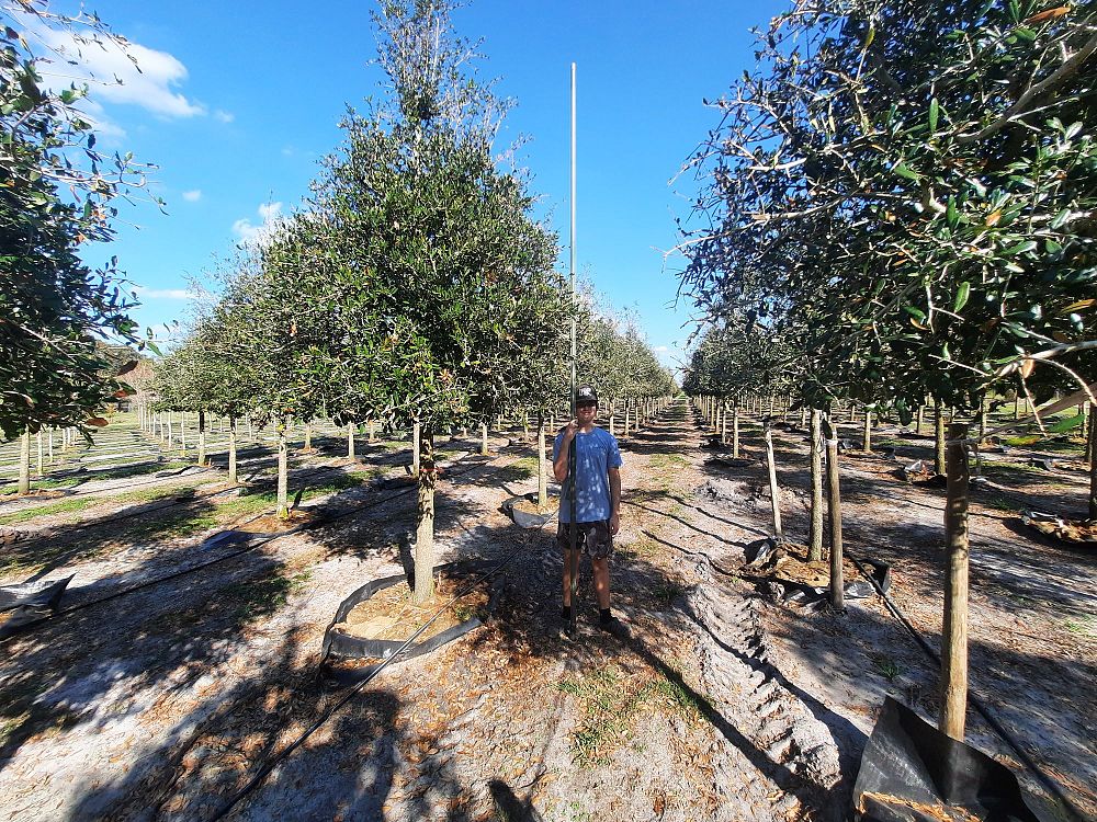 quercus-virginiana-live-oak-southern-oak-tree