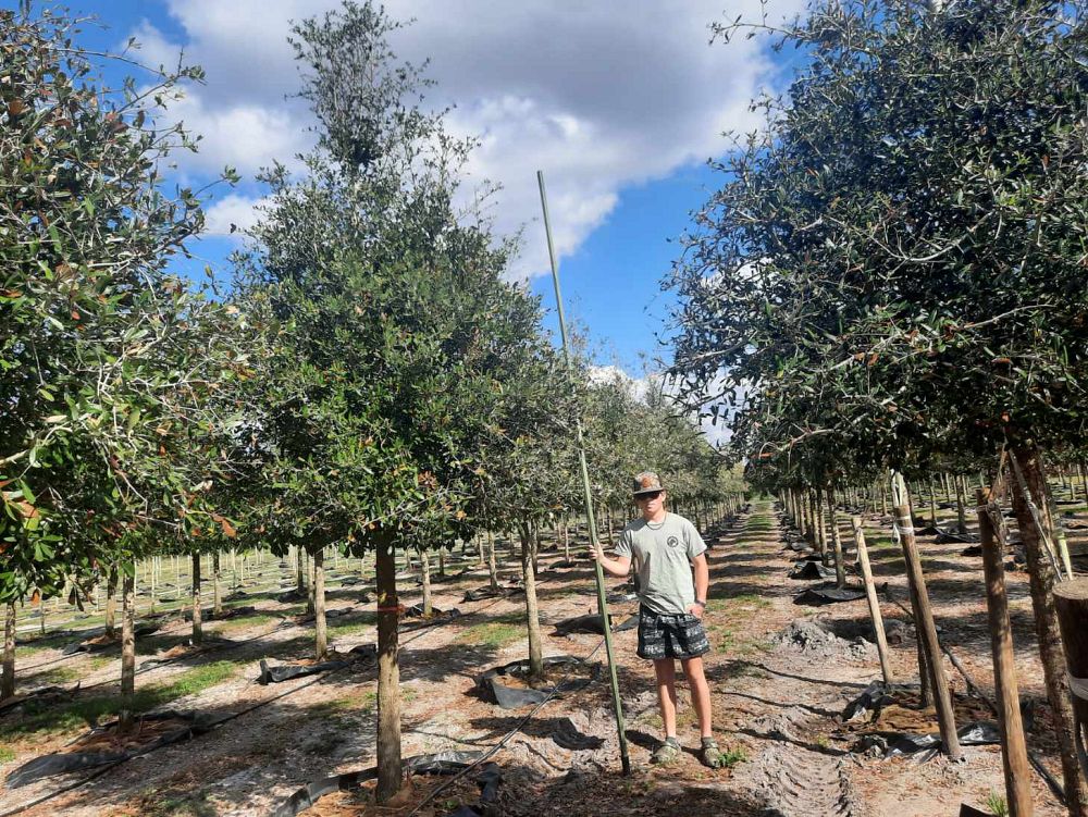quercus-virginiana-live-oak-southern-oak-tree