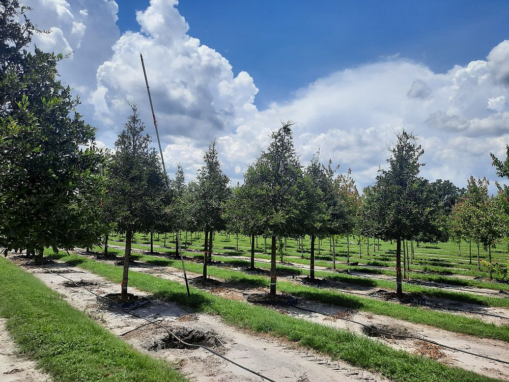 quercus-virginiana-live-oak-southern-oak-tree