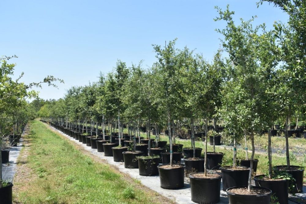 quercus-virginiana-live-oak-southern-oak-tree