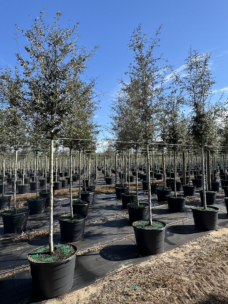 quercus-virginiana-live-oak-southern-oak-tree
