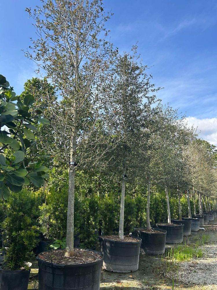 quercus-virginiana-live-oak-southern-oak-tree