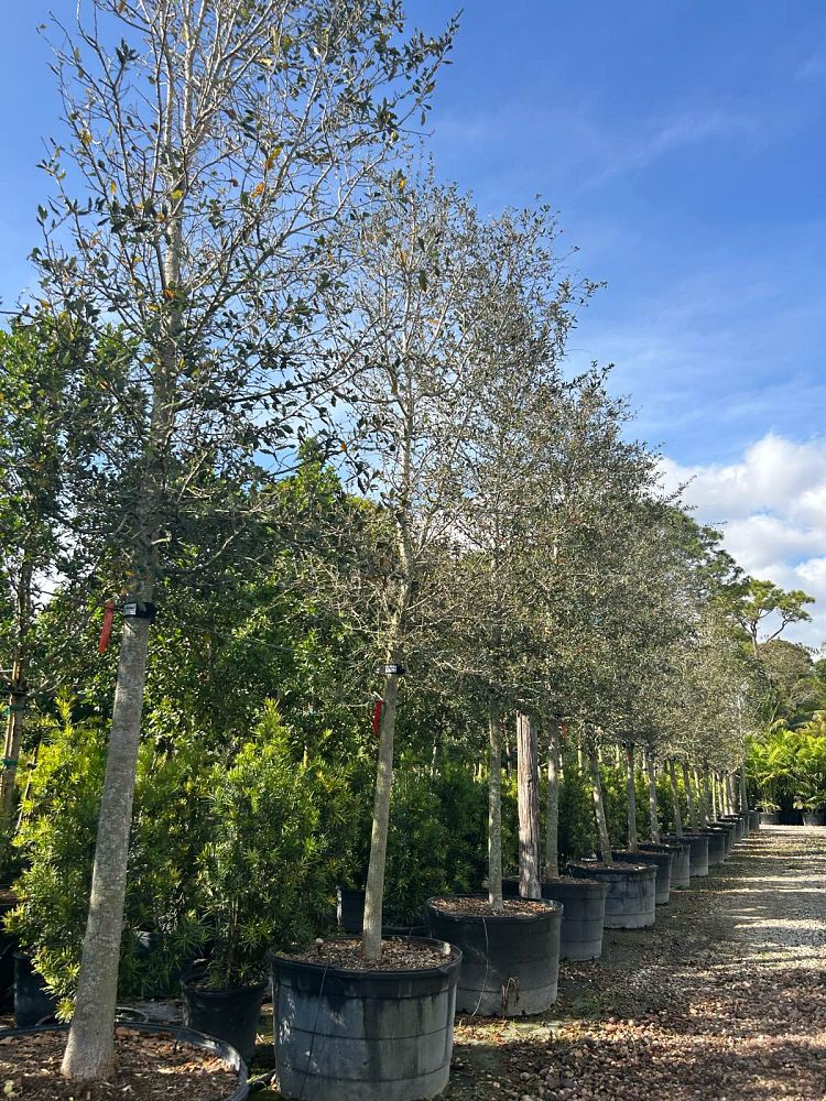 quercus-virginiana-live-oak-southern-oak-tree