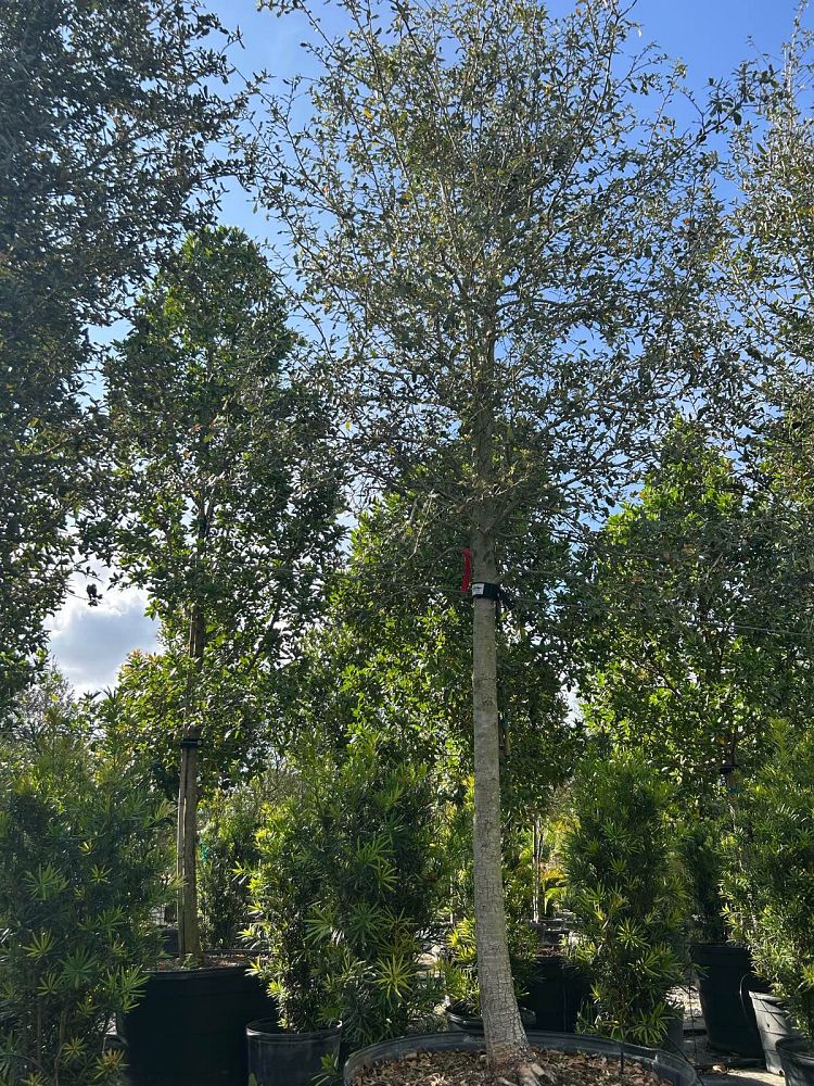 quercus-virginiana-live-oak-southern-oak-tree