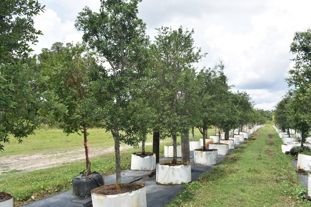 quercus-virginiana-live-oak-southern-oak-tree