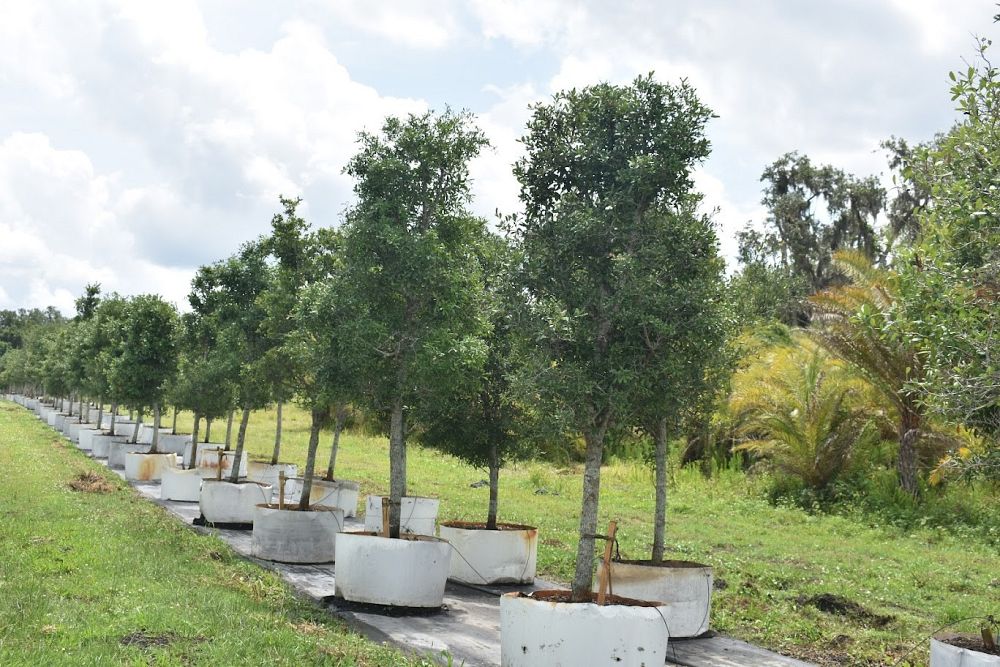 quercus-virginiana-live-oak-southern-oak-tree