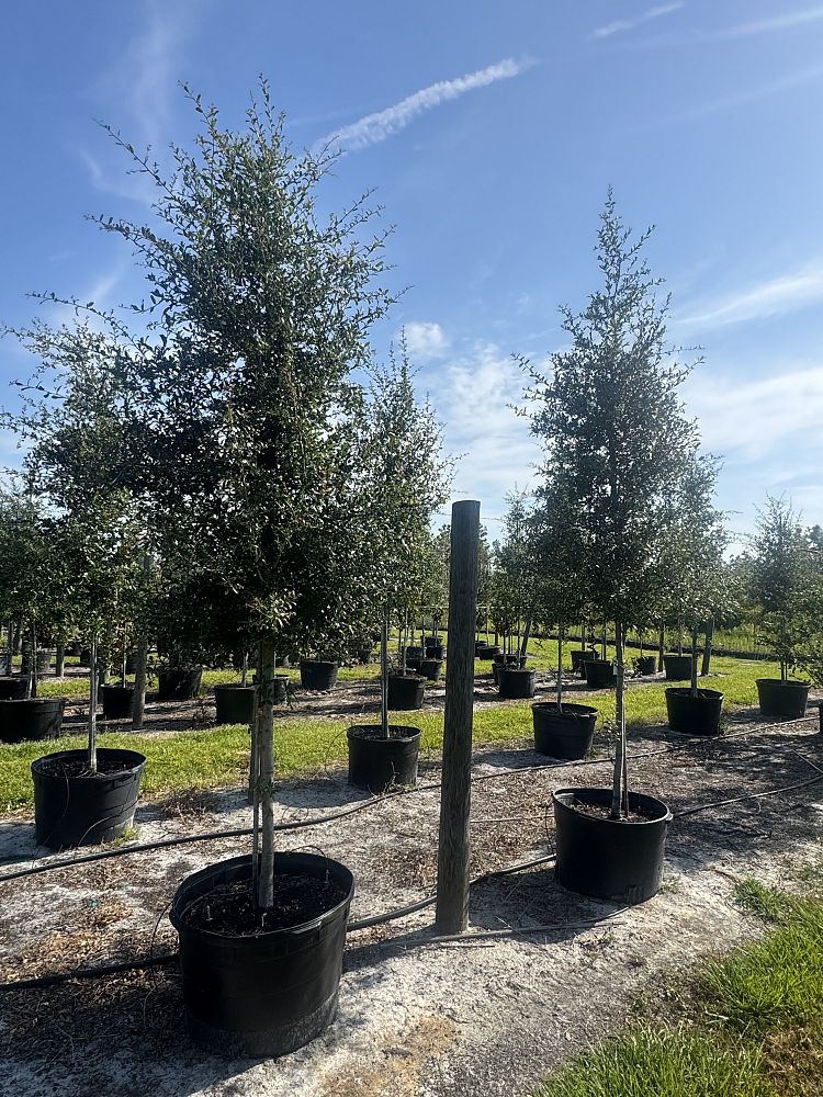 quercus-virginiana-live-oak-southern-oak-tree