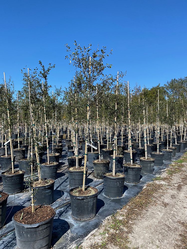 quercus-virginiana-live-oak-southern-oak-tree