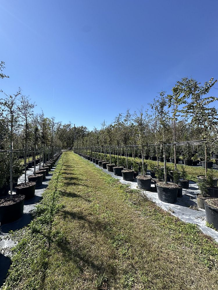 quercus-virginiana-live-oak-southern-oak-tree
