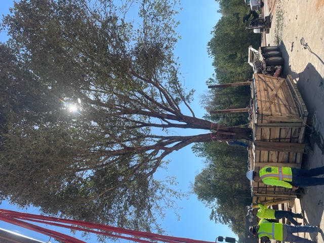 quercus-virginiana-live-oak-southern-oak-tree