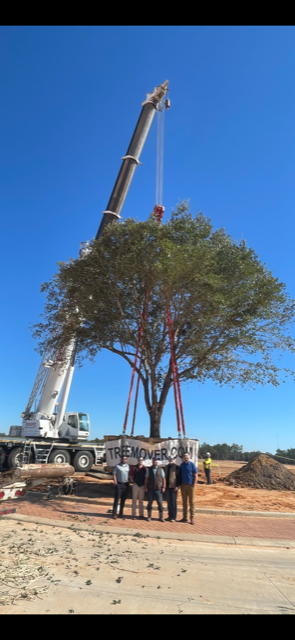 quercus-virginiana-live-oak-southern-oak-tree
