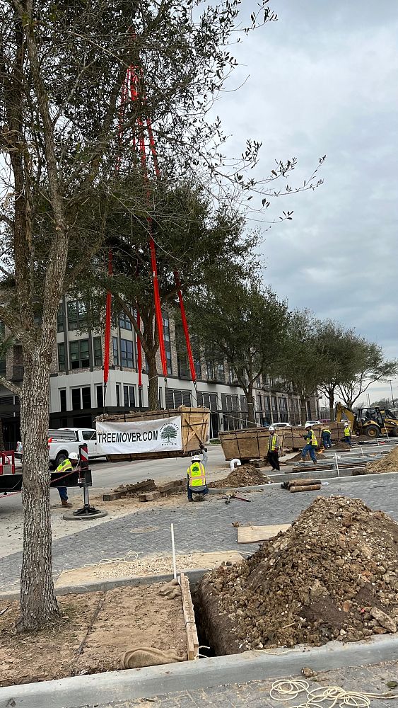 quercus-virginiana-live-oak-southern-oak-tree
