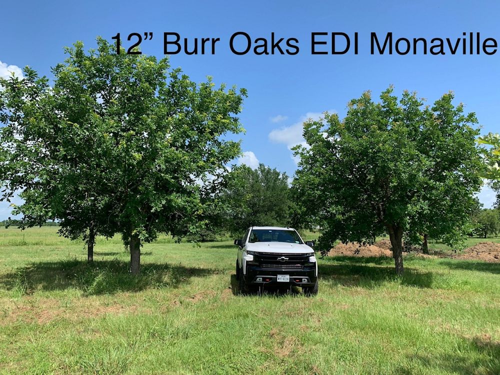 quercus-virginiana-live-oak-southern-oak-tree
