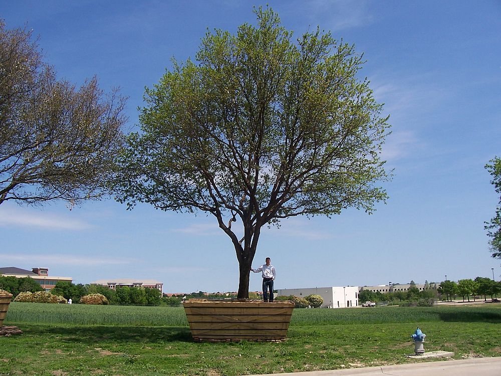 quercus-virginiana-live-oak-southern-oak-tree