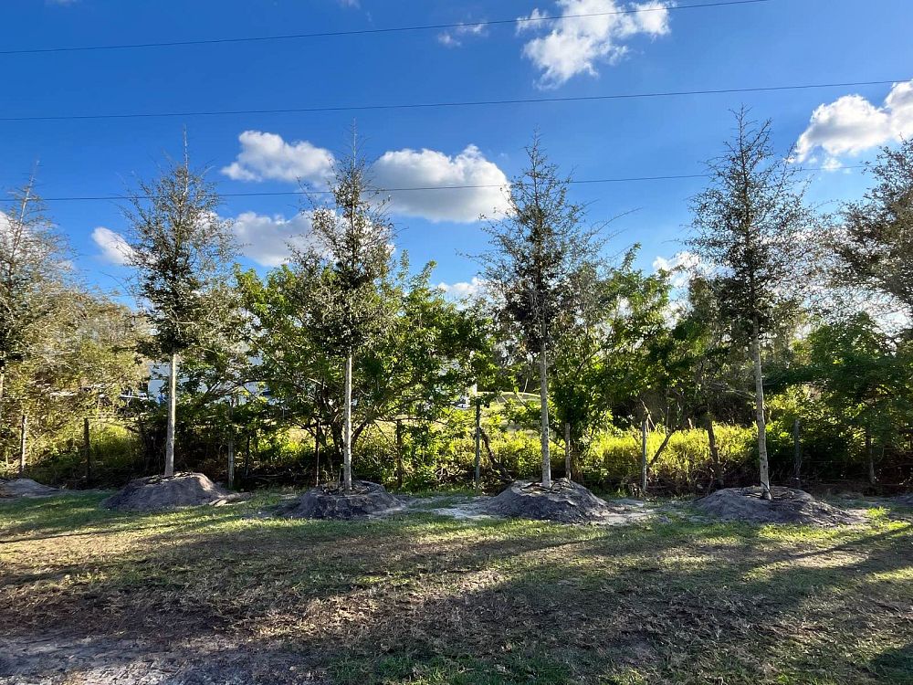 quercus-virginiana-live-oak-southern-oak-tree