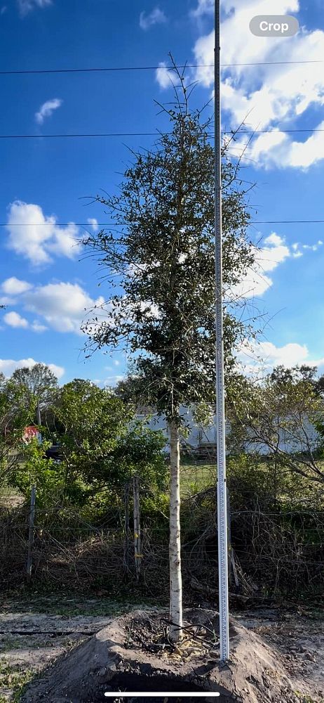 quercus-virginiana-live-oak-southern-oak-tree