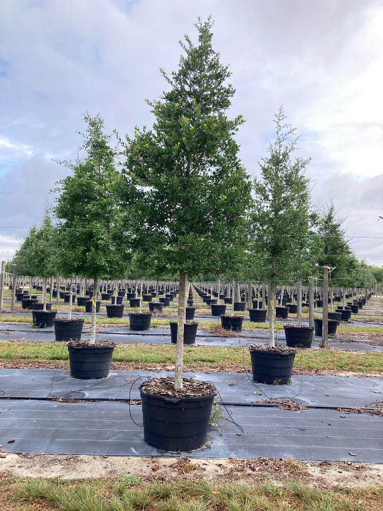 quercus-virginiana-live-oak-southern-oak-tree
