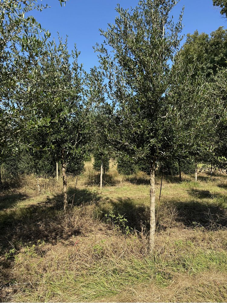 quercus-virginiana-live-oak-southern-oak-tree