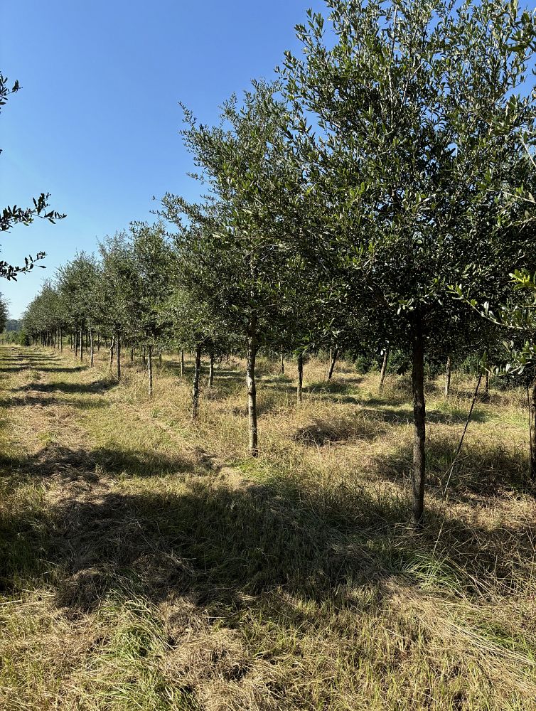 quercus-virginiana-live-oak-southern-oak-tree