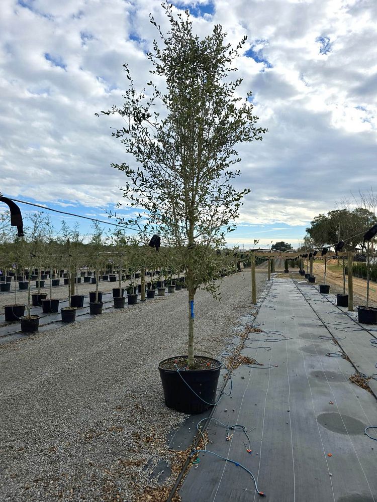 quercus-virginiana-live-oak-southern-oak-tree