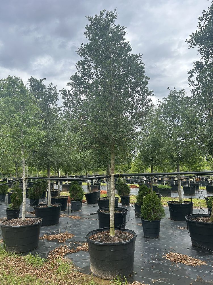 quercus-virginiana-live-oak-southern-oak-tree