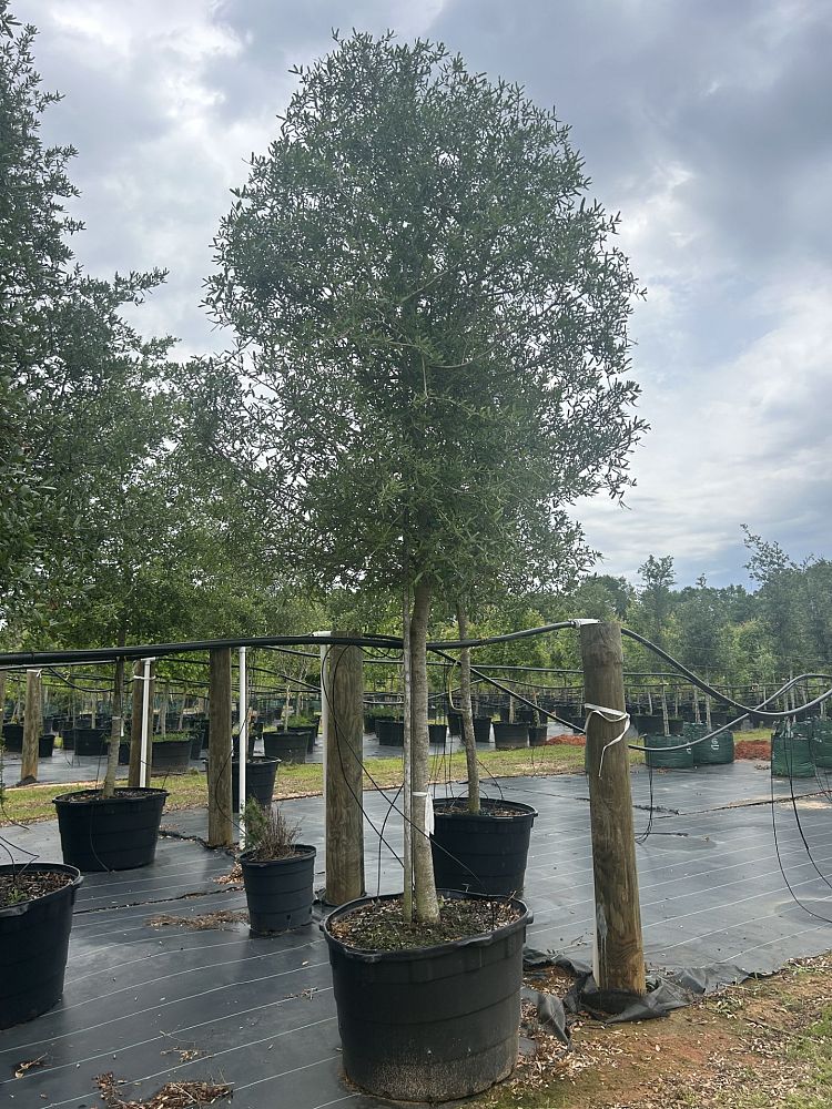 quercus-virginiana-live-oak-southern-oak-tree