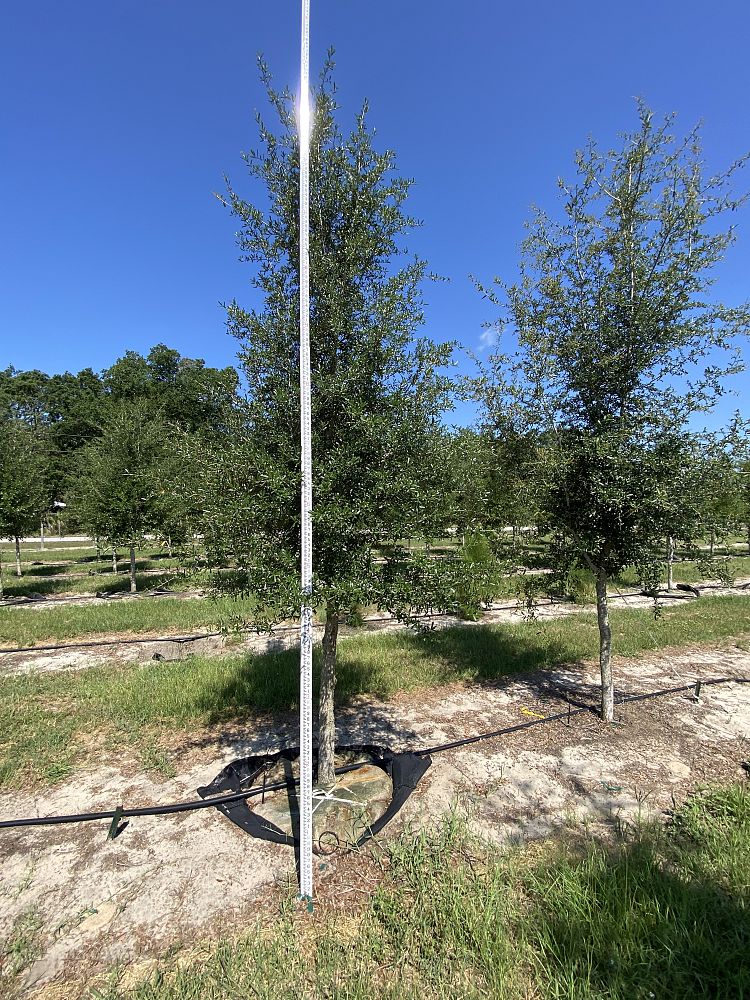 quercus-virginiana-live-oak-southern-oak-tree