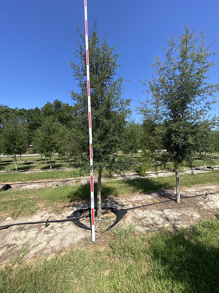 quercus-virginiana-live-oak-southern-oak-tree