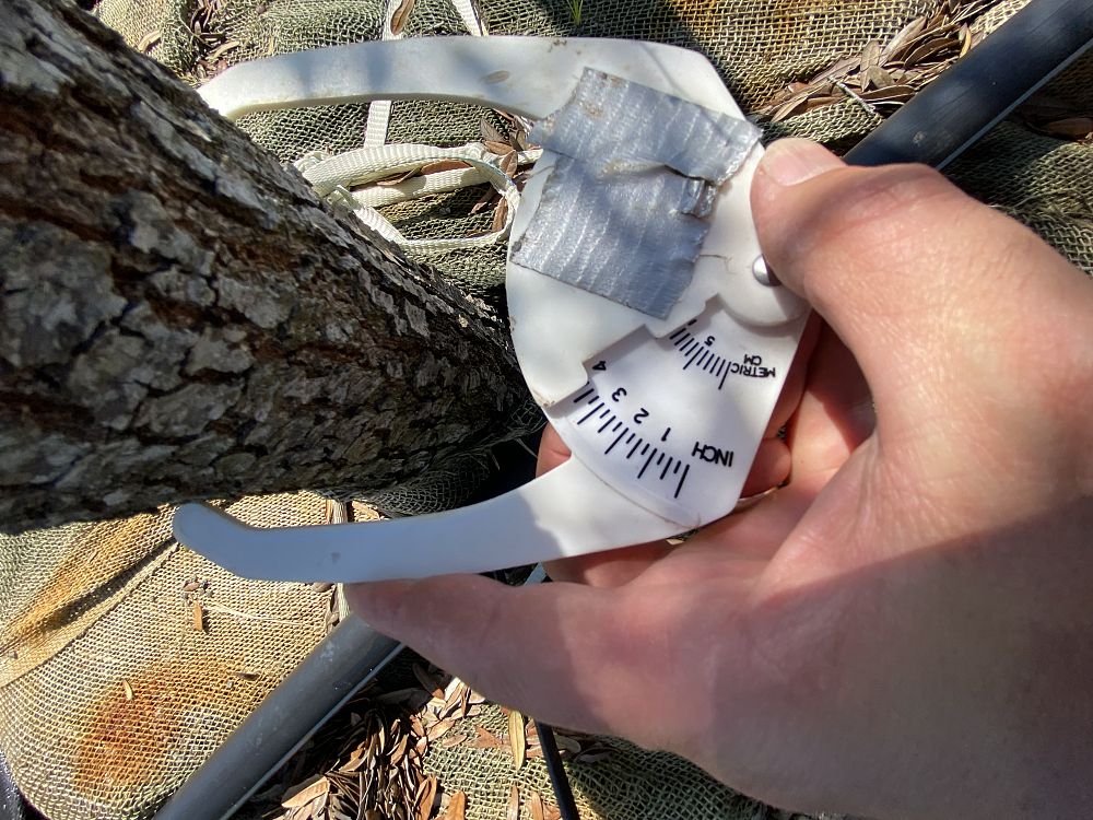 quercus-virginiana-live-oak-southern-oak-tree