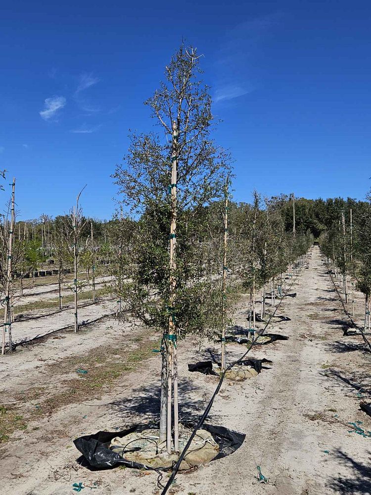 quercus-virginiana-live-oak-southern-oak-tree