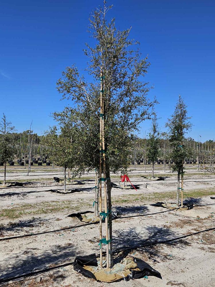 quercus-virginiana-live-oak-southern-oak-tree
