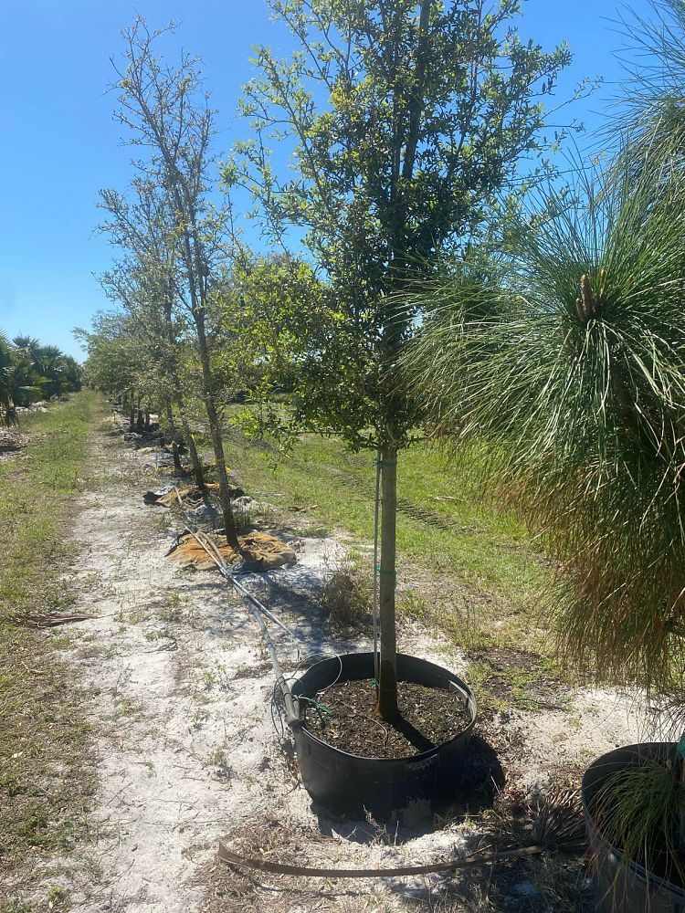 quercus-virginiana-live-oak-southern-oak-tree