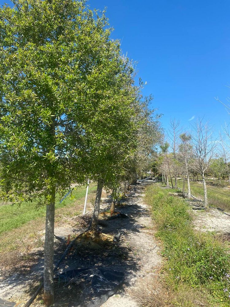 quercus-virginiana-live-oak-southern-oak-tree