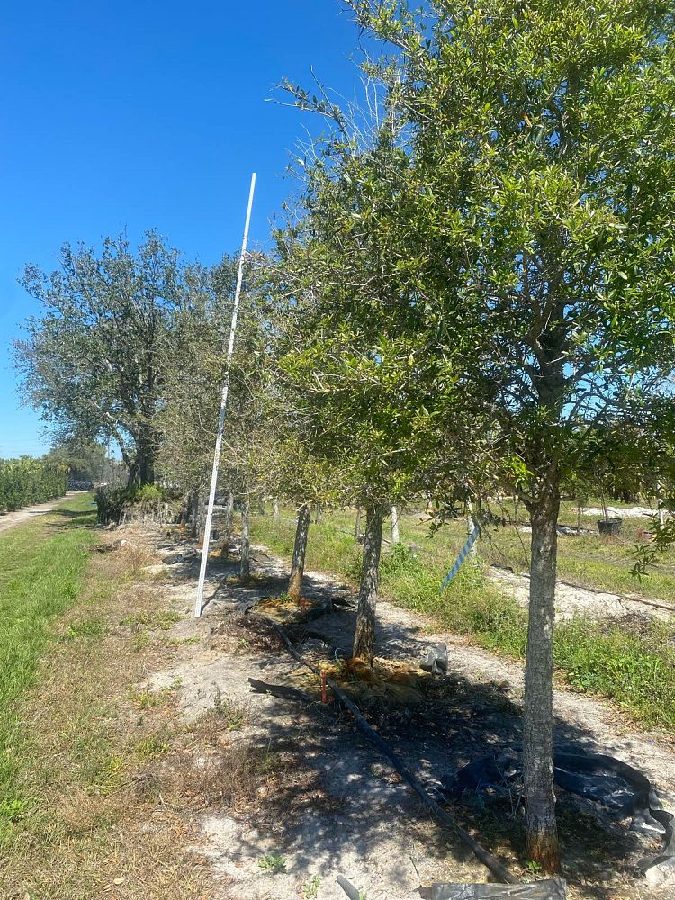 quercus-virginiana-live-oak-southern-oak-tree