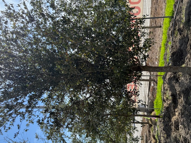 quercus-virginiana-live-oak-southern-oak-tree