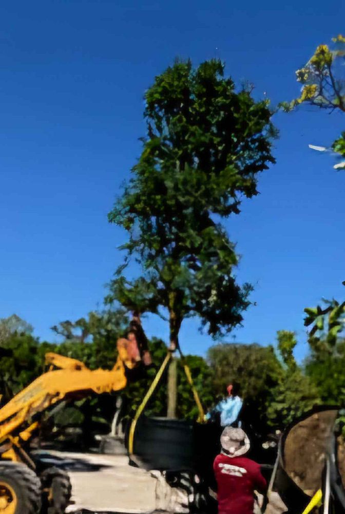 quercus-virginiana-live-oak-southern-oak-tree