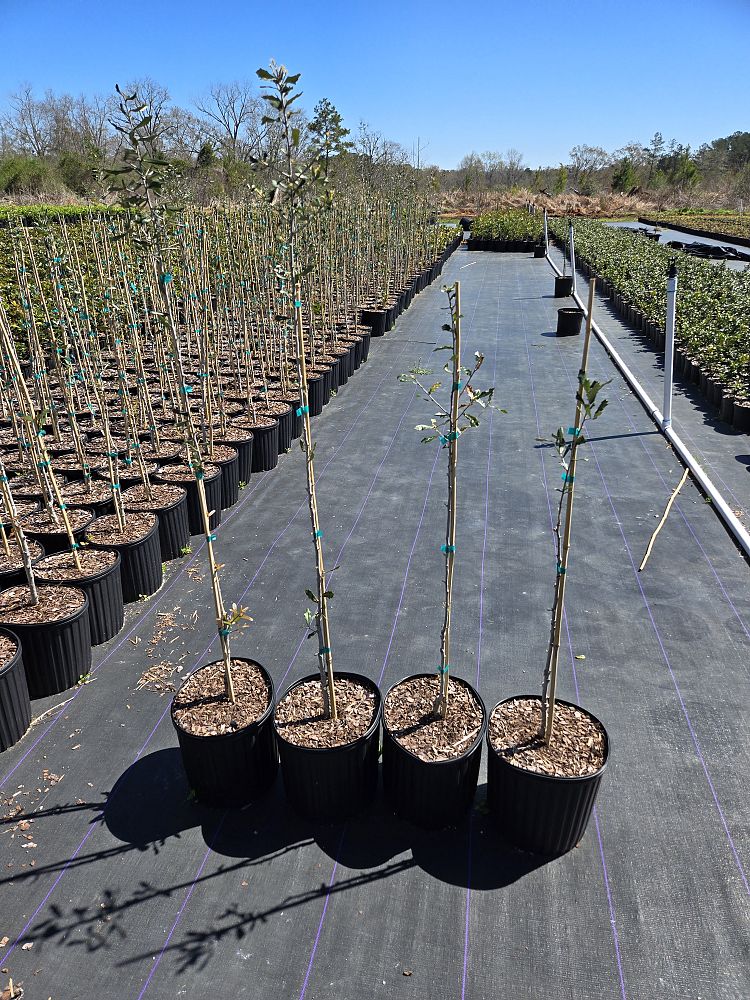 quercus-virginiana-live-oak-southern-oak-tree