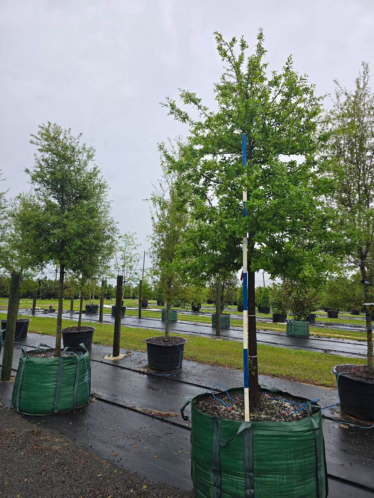 quercus-virginiana-live-oak-southern-oak-tree