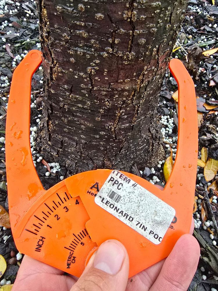 quercus-virginiana-live-oak-southern-oak-tree